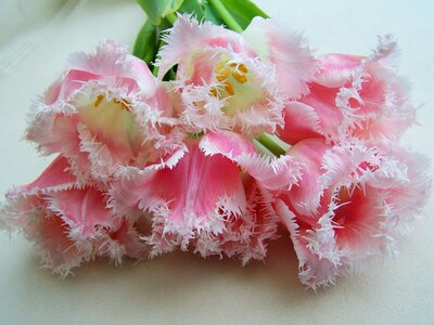 Tulip bouquet pale pink cut flower photo