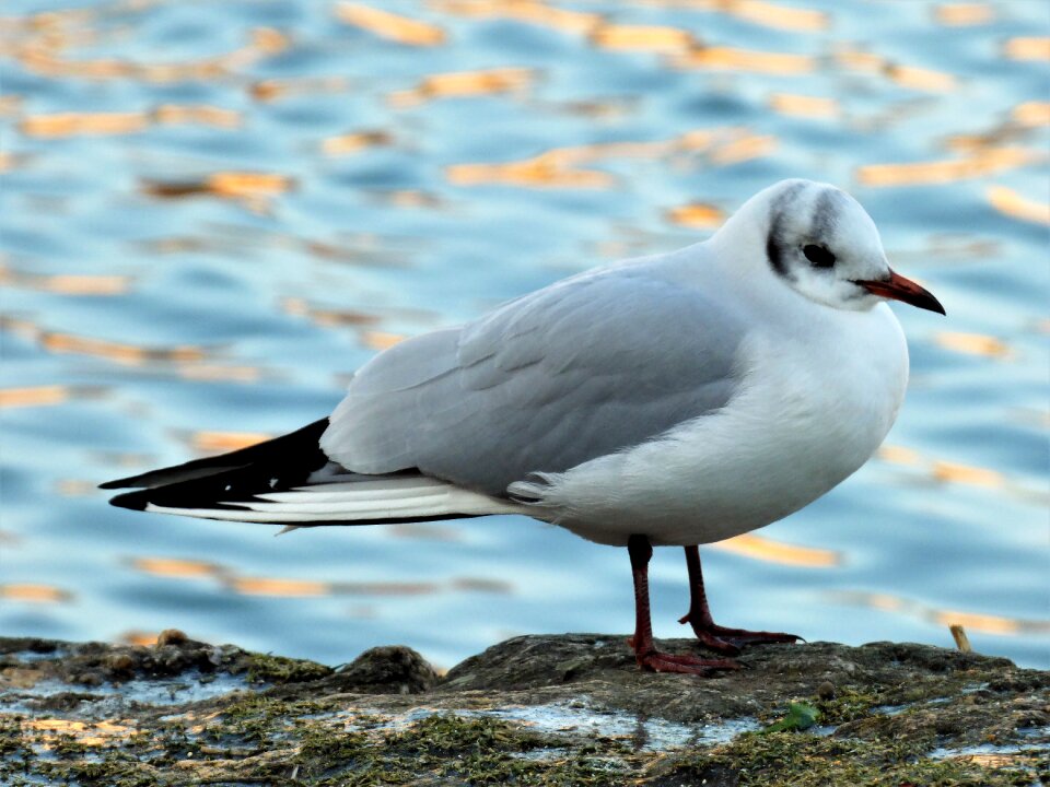 Bird aquatic black-headed gull photo