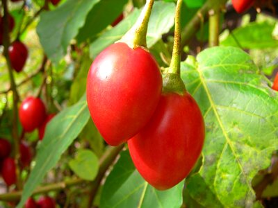 Small tomatoes red fruit