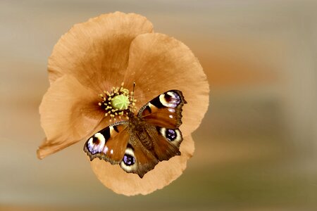 Poppy flower butterfly peacock butterfly photo