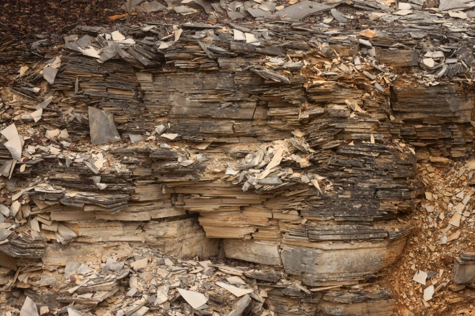 Structure texture wood