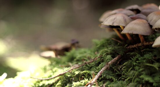 Mushroom picking forest autumn photo