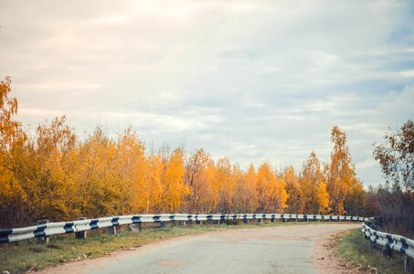 Landscape plant forest road
