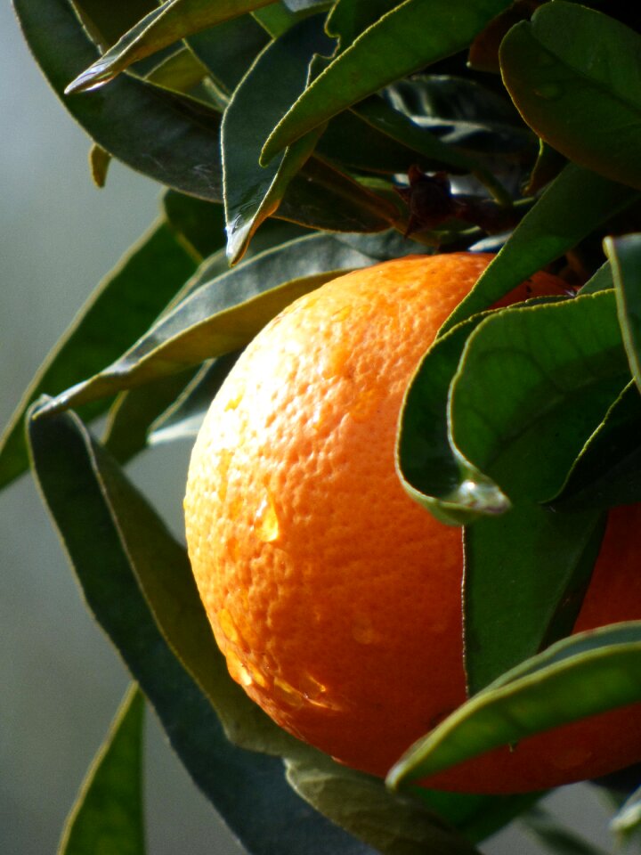 Fruit fresh drops