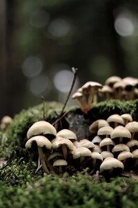 Mushroom picking forest autumn photo