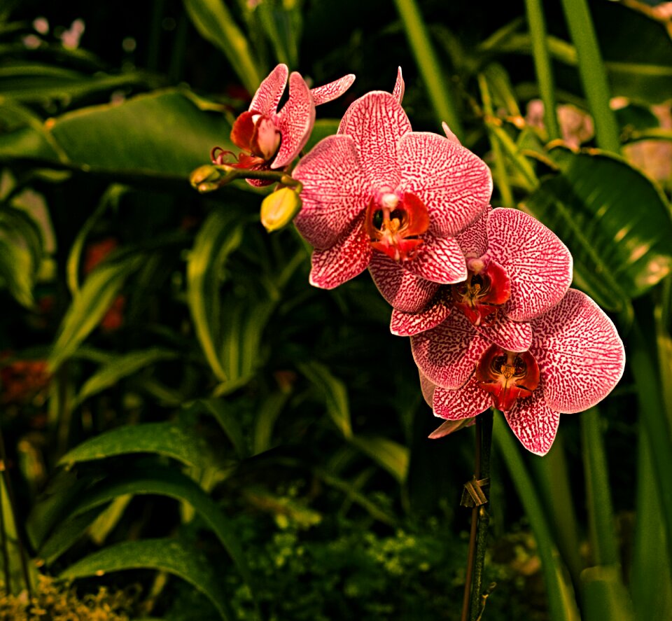 Flower nature flora
