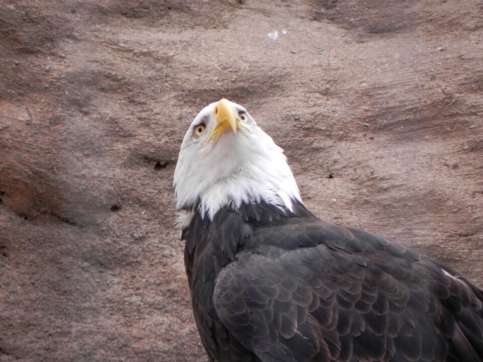 Bird albuquerque zoo