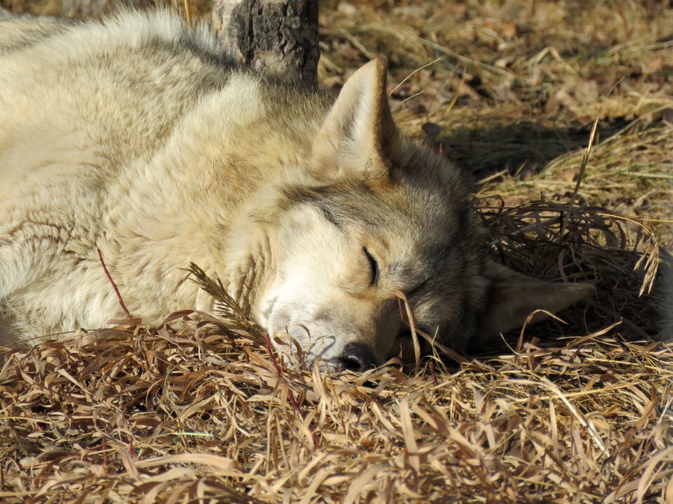 Sanctuary sleeping napping