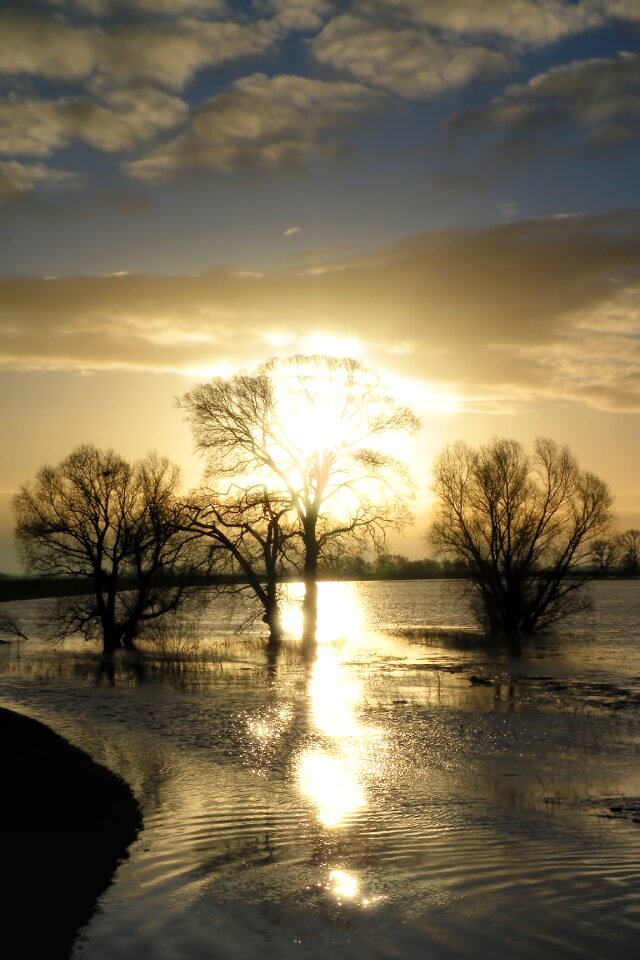 Trees sky flooded
