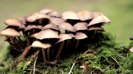 Mushroom picking forest autumn