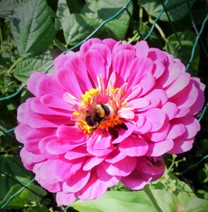 Nature bourdon garden