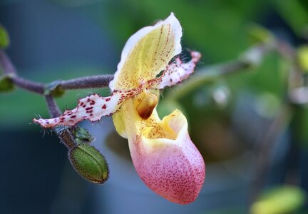 Blossom bloom plant