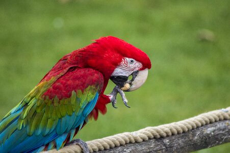 Macaw colorful wing photo