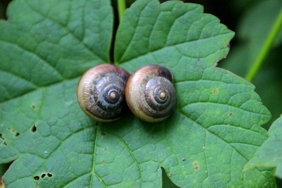 Animal forest macro