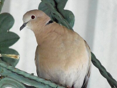 Feathers animals turtledove