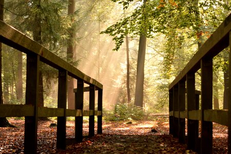 Autumn forest mood