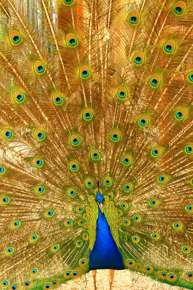 Radschlagen radschlagender peacock zoo greifswald