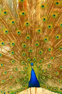Radschlagen radschlagender peacock zoo greifswald