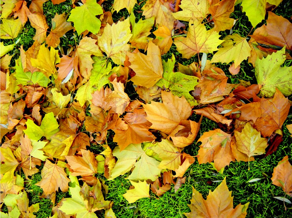 Autumn fall color forest floor photo