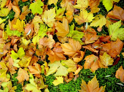 Autumn fall color forest floor