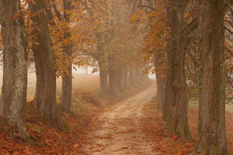 Leaves fog cold