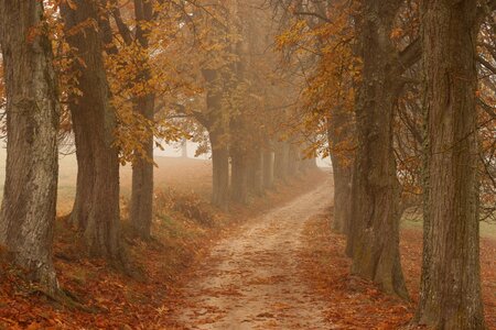 Leaves fog cold photo