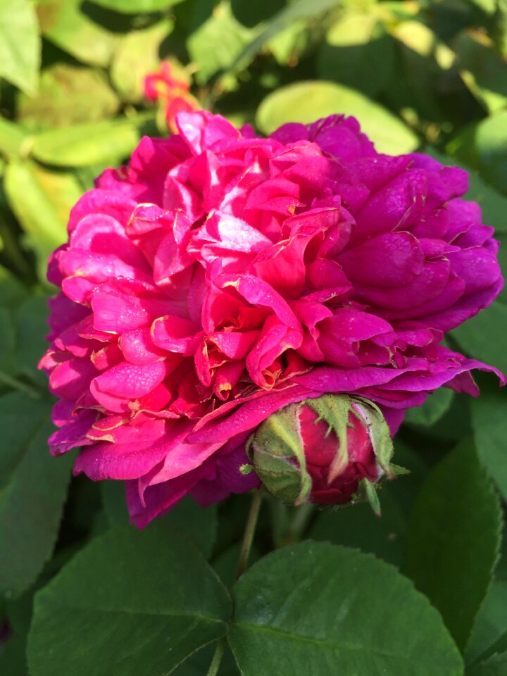 Pink rose garden roses rose blooms