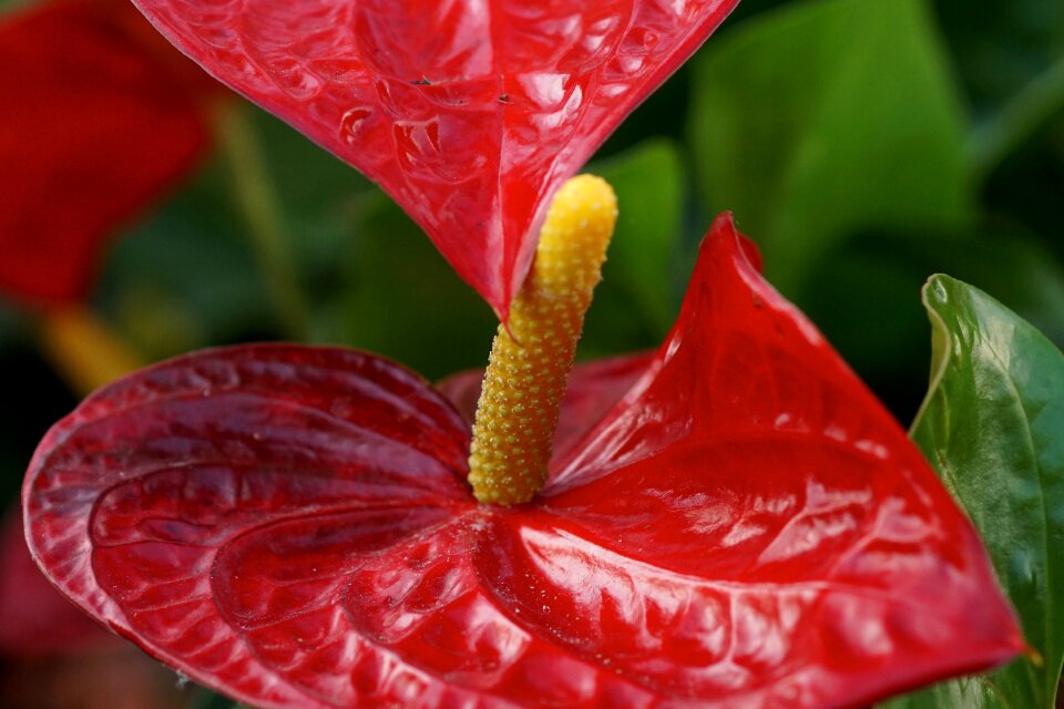 Blossom bloom flower