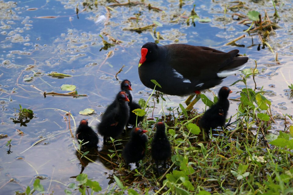 Chicks wildlife