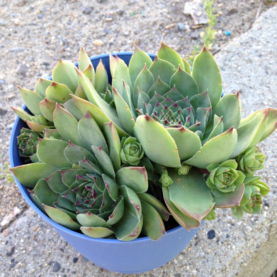 Garden leaves potted