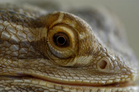 Fauna animals reptile