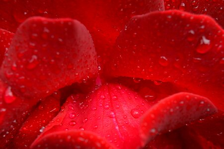 Drops rose flower rose petals