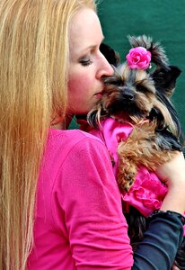 Love kisses yorkie photo