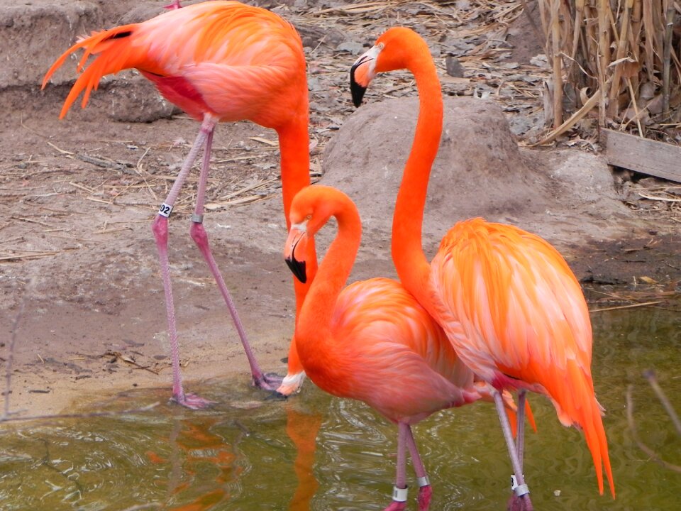 Albuquerque zoo bird