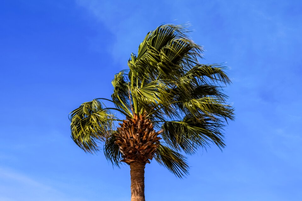 Nature plant wind