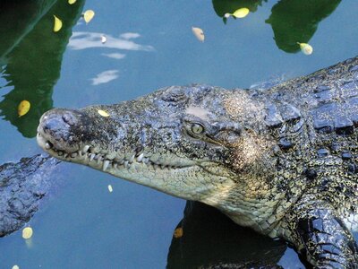 Crocodile farm mouth predator