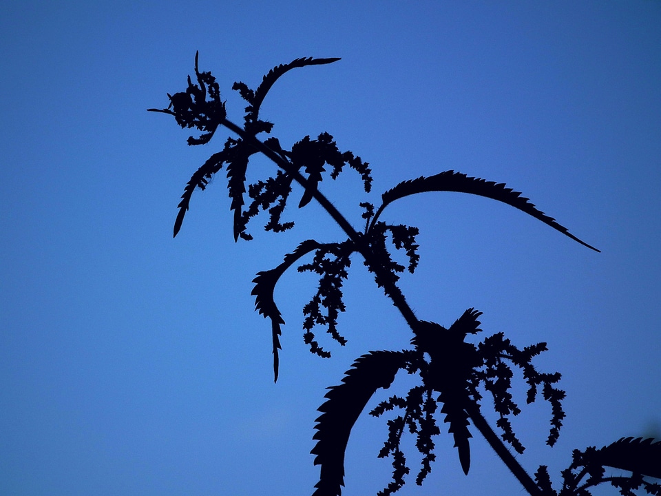 Blue plant leaves