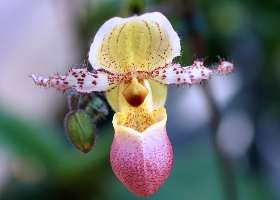 Blossom bloom plant