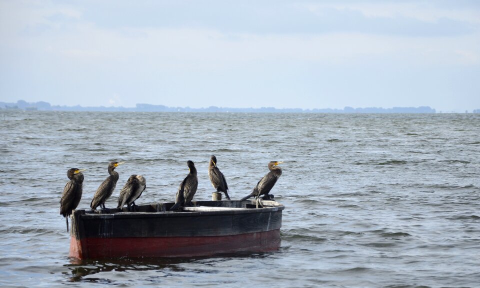 Birds coast water