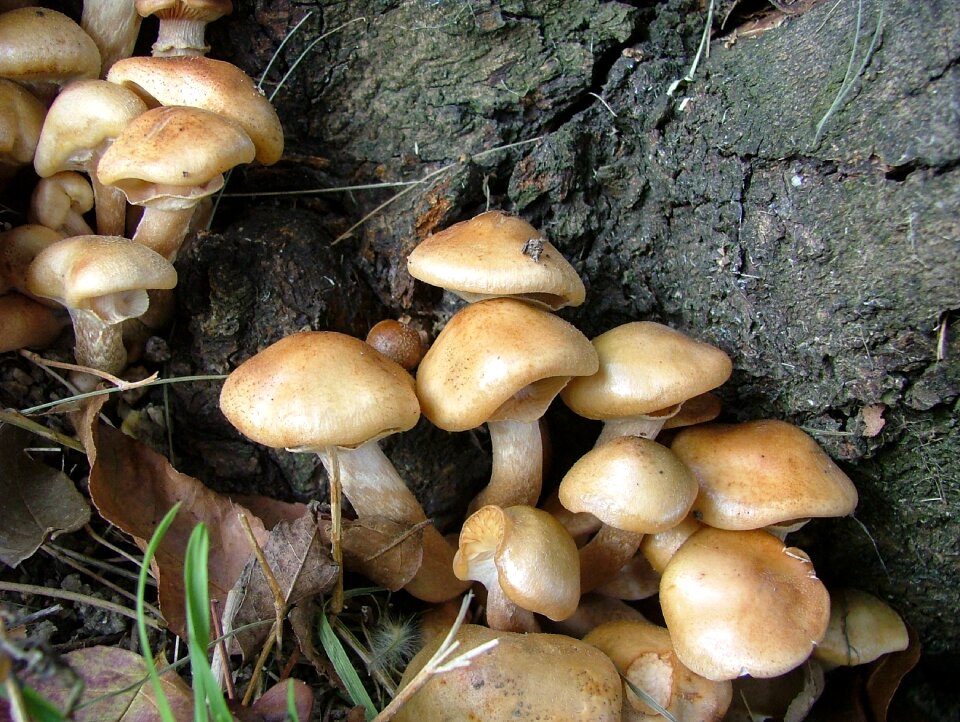 Mushroom group red mushroom forest mushroom