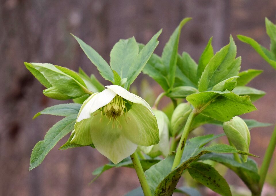 Bud flower blossom