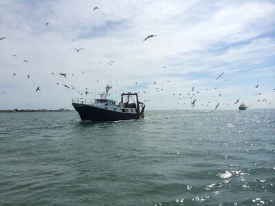 Boat traditional fishing seagulls photo