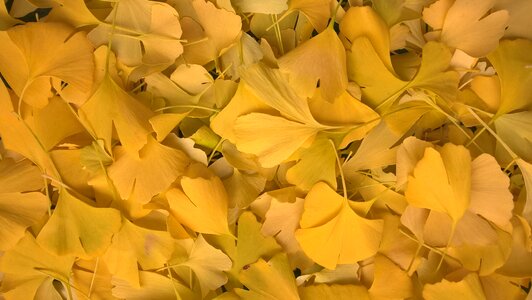 Autumn golden autumn fall foliage