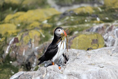 Wildlife farne ornithology