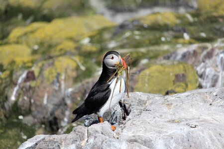 Wildlife farne ornithology photo