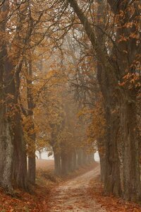 Leaves fog cold photo