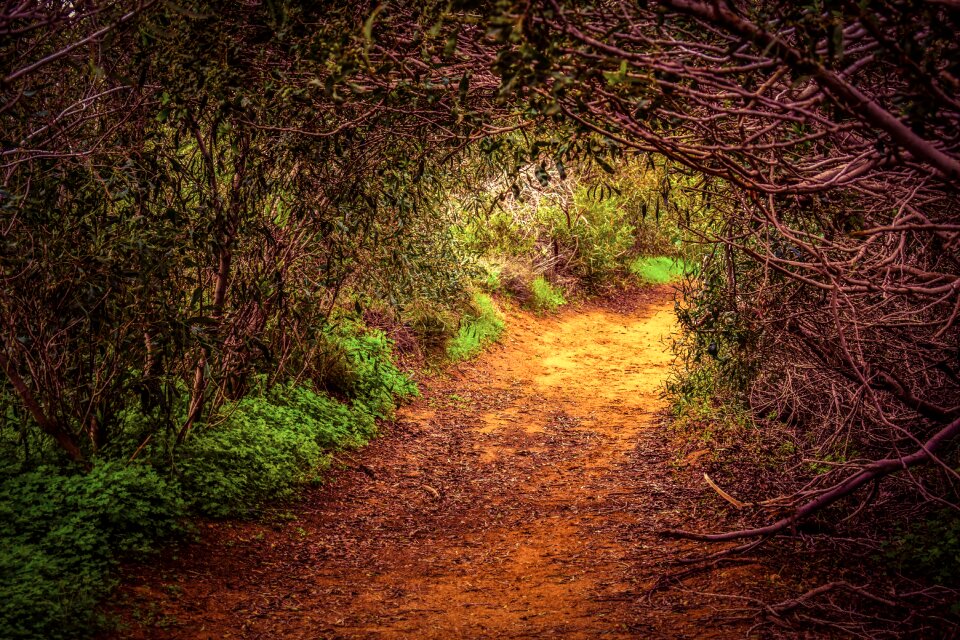 Tunnel nature photo