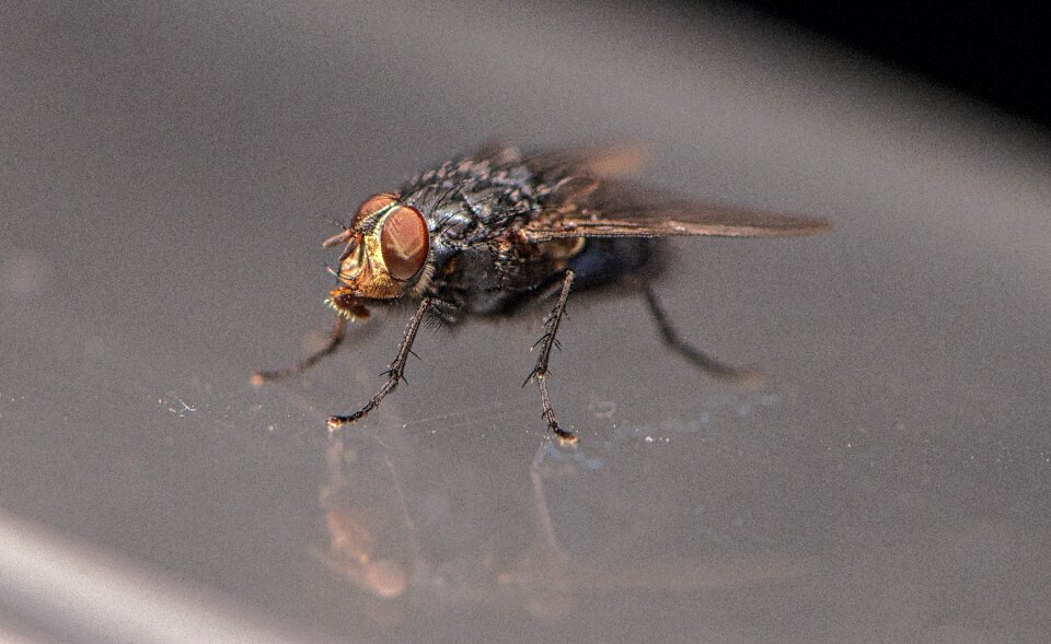 Macro wing small