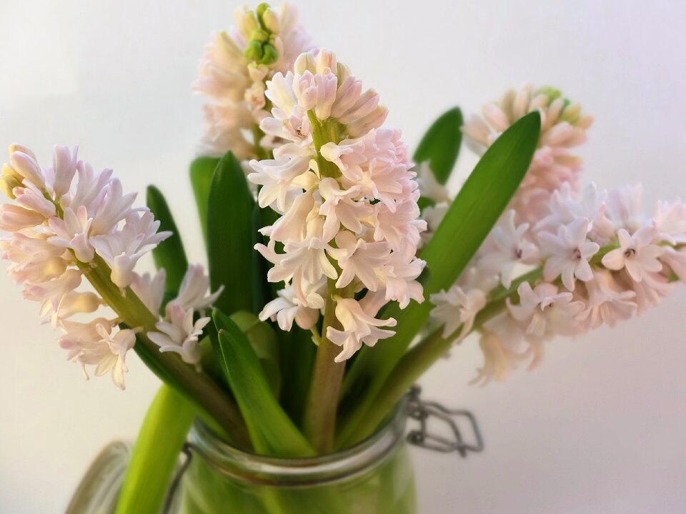 Flowers blooms scented