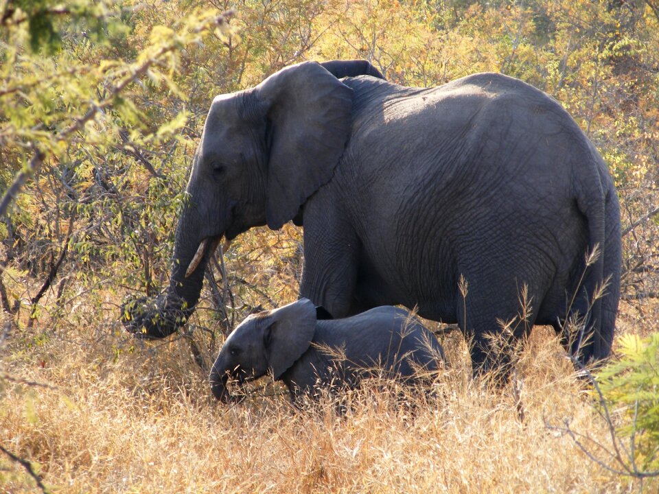 National park baby africa